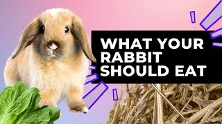 Thumbnail: Safe Foods for Your Rabbit