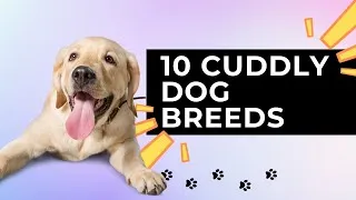 Thumbnail: 10 Affectionate Dog Breeds