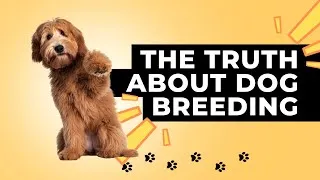 Thumbnail: The Truth About Dog Breeding. How different breeding standards are leading to overpopulation.