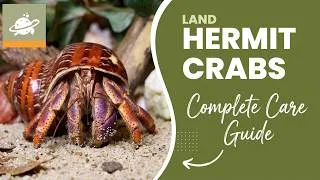 Thumbnail: Hermit Crabs Complete Care Guide
