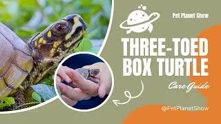 Thumbnail: Three Toed Box Turtle Complete Care Guide Ep. 1