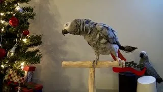 Thumbnail: Parrot turns Christmas lights on with Alexa