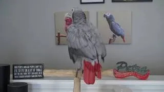 Thumbnail: Petra tells Google hello, Google asks the parrot a question