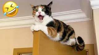 Thumbnail: Try not to laugh 😂 Best animal fails ever 2026 😹🐶