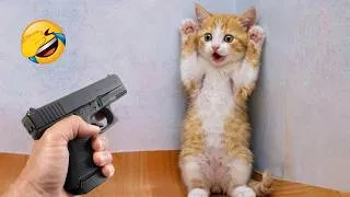 Thumbnail: Try Not To Laugh Challenge 🤣 Hilarious Dog and Cat Fails 🐶😹