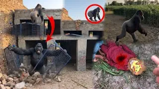 Thumbnail: Gorilla 🦍 Cage se Bhag Gya😱Tiger Ko bhi Maar dia🥶