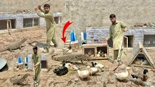 Thumbnail: Indian Lizard 🦎  Nay Pet house 🏡 par Attack kar dia ab kia hoga