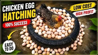 Thumbnail: Young Indian hen Harvested Too Many Eggs to Chicks - Old tyre hatching