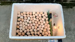Thumbnail: How to make a home incubator from a thermocol box | Small incubator for chicken eggs