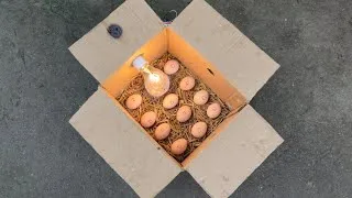 Thumbnail: DIY How To Make Egg Incubator With CARDBOARD BOX Easy | Homemade Incubator For Chicken Eggs