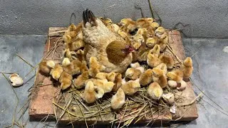 Thumbnail: beautiful Broody Hen Egg Hatches many Chicks 🐣🐥Amazing Backyard Chicken Story