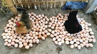 Thumbnail: 2 INDIAN Hens Harvested Many Eggs To baby CHICKS - Natural Egg hatching