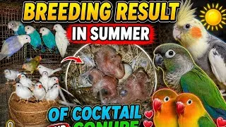 Thumbnail: Breeding Result in Summer of Cockatiel, Conure & Love Bird 🐣☀️
