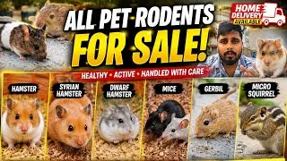 Thumbnail: Hamster, Gerbil & Mice For Sale 🐹 | Home Delivery Available 🚚
