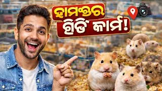 Thumbnail: Hamster breeding farm ll Full information about hamster breeding