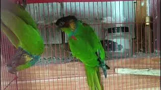 Thumbnail: Blue throated conure Breeding pair available 8093878317
