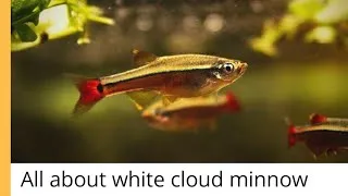 Thumbnail: white cloud minnow