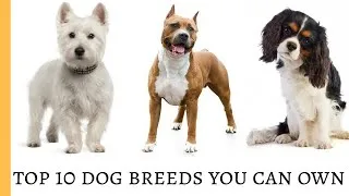 Thumbnail: Top 10 popular dog breeds in world | cheap and easy maintainable
