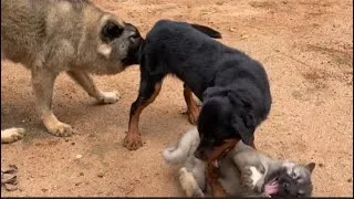 Thumbnail: Do Rottweiler Breed Bond With other Dog Breeds? Rottweiler and Caucasian Shepherd dog #dogs #animal