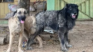 Thumbnail: Male Dog Behavior During Mating| Performing Dog Mating for Large Dogs #petsrule #animal #animals