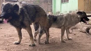 Thumbnail: What Causes Failed Dog Mating in Large Breeds | Dog Mating Practice #petsrule #dog #animal #pets