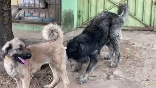 Thumbnail: Result of Our Successful Dog Mating in Match 2026| Healthy Puppies Breastfeeding #petsrule #pets