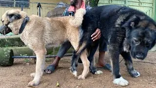 Thumbnail: Successful Dog Mating, Pregnancy, Labor and Delivery Journey🐶🐶🐶 | Dog Mating #petsrule #animal #dog