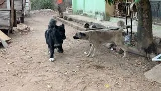 Thumbnail: Successful Dog Mating, Pregnancy, Labor and Delivery Journey🐶🐶🐶 | Dog Mating #petsrule #animal #dog