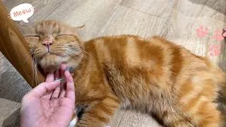 Thumbnail: Just a Quiet Day Watching Cats Sleep 💤