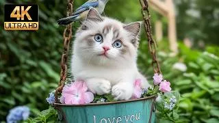 Thumbnail: 12 Hours Cat TV 🐱 Relaxing Garden Adventures with Peaceful Piano Music for Happy Indoor Cats 🌸