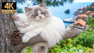 Thumbnail: 12 Hours Cat TV Entertainment 😺 Music for Cats 🎹 Relaxing Piano Tunes for Happy Indoor Cats