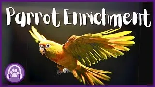 Thumbnail: Parrot Enrichment - Stimulating Visuals + Soothing Music for Happy Parrots 🦜❤️