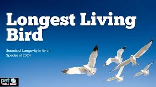 Thumbnail: The Longest Living Bird  Secrets of Longevity in Avian Species of 2024