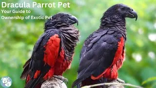 Thumbnail: Dracula Parrot Pet  Your Guide to Ownership of Exotic Pet in 2024