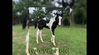 Thumbnail: Admiral Bailey - Two Year Old (sped up)