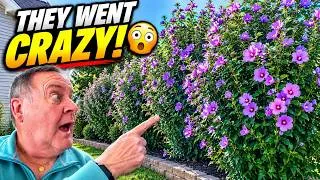 Thumbnail: My Purple Pillar Rose of Sharon Have Gone BERSERK! 😳