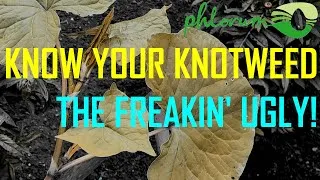 Thumbnail: Know Your Knotweed: Part 3 - The Fugly