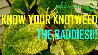 Thumbnail: Know Your Knotweed: Part 2 - The Bad