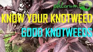 Thumbnail: Know Your Knotweed: Part 1 - The Good