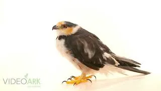 Thumbnail: A pearl kite (Gampsonyx swainsonii swainsonii) at Mangal das Garcas Zoo and Botanical Park in Brazil