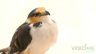 Thumbnail: A pearl kite (Gampsonyx swainsonii swainsonii) at Mangal das Garcas Zoo and Botanical Park in Brazil