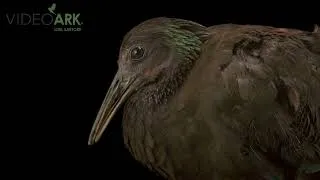 Thumbnail: Green ibis (Mesembrinibis cayennensis) at Mangal das Garças Zoo and Botanical Park in Belém, Brazil.