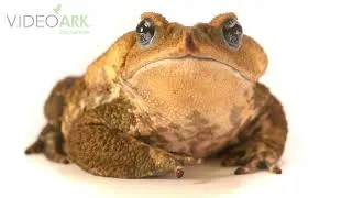 Thumbnail: A yellow cururu toad (Rhinella icterica) at Zoo São Paulo in Sao Paulo, Brazil.