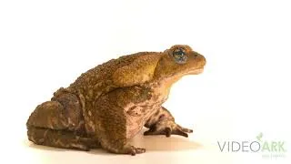 Thumbnail: A yellow cururu toad (Rhinella icterica) at Zoo São Paulo in Sao Paulo, Brazil.