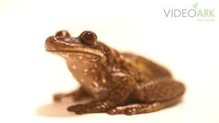 Thumbnail: A Sinimbú casque-headed tree frog (Nyctimantis pomba) at Zoo São Paulo in Sao Paulo, Brazil.