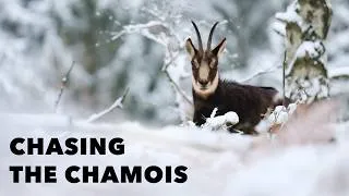 Thumbnail: Photographing Elusive Chamois in the Lusatian Mountains