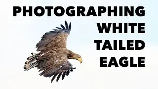 Thumbnail: Photographing One of the World's Largest Eagles