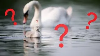 Thumbnail: Can You Memorize How This Photo Was Edited?