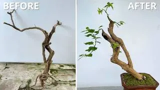 Thumbnail: Creating a Dancing Bougainvillea Bonsai – Twin Trunk Style