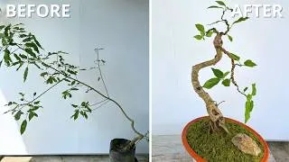 Thumbnail: How to Create a Slant Style Bonsai for a Small Fig Tree | Step-by-Step Guide